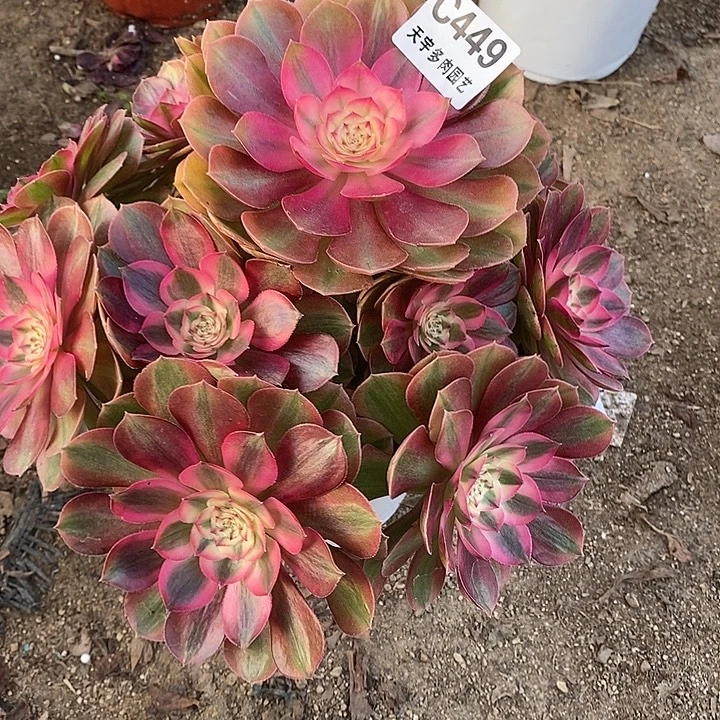 多肉植物火龙果449多肉