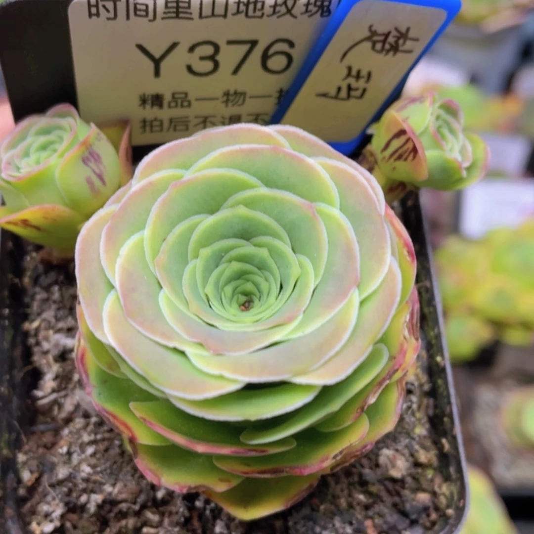 楚玛玫瑰一物一拍376