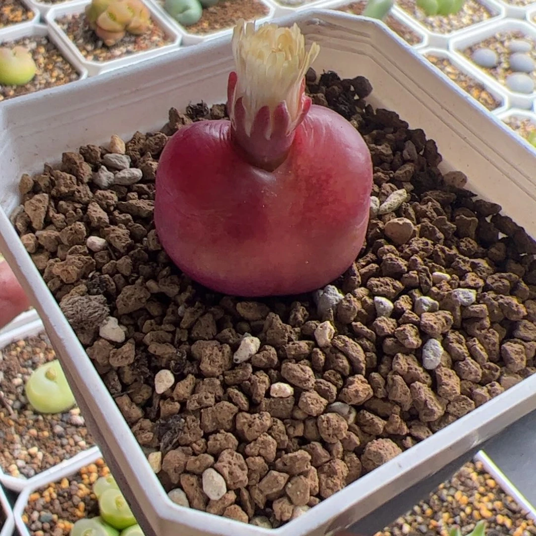 12.2大毛多肉植物组合