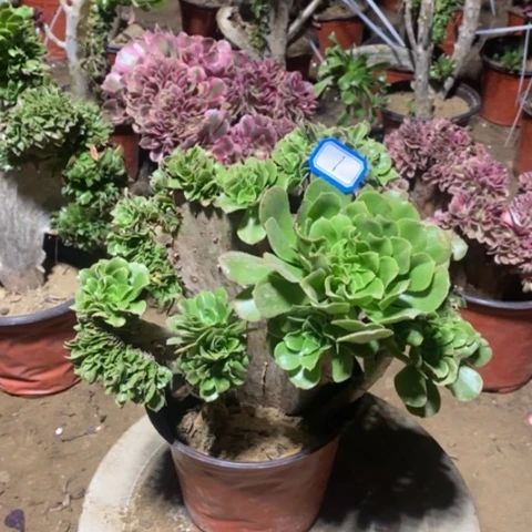绿杨荣缀一物一拍