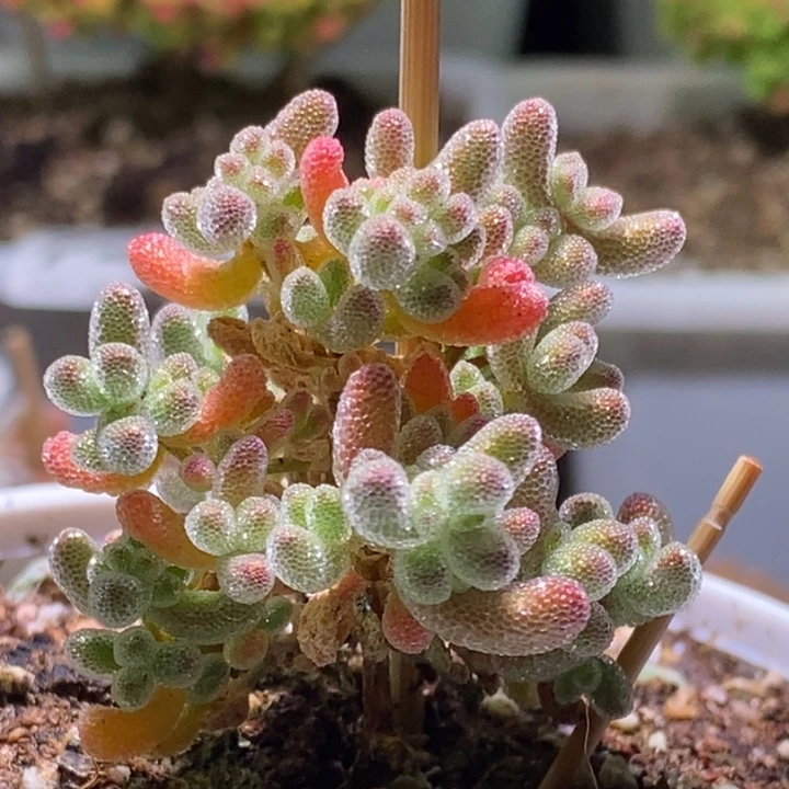 冰晶枝干番杏闪闪704