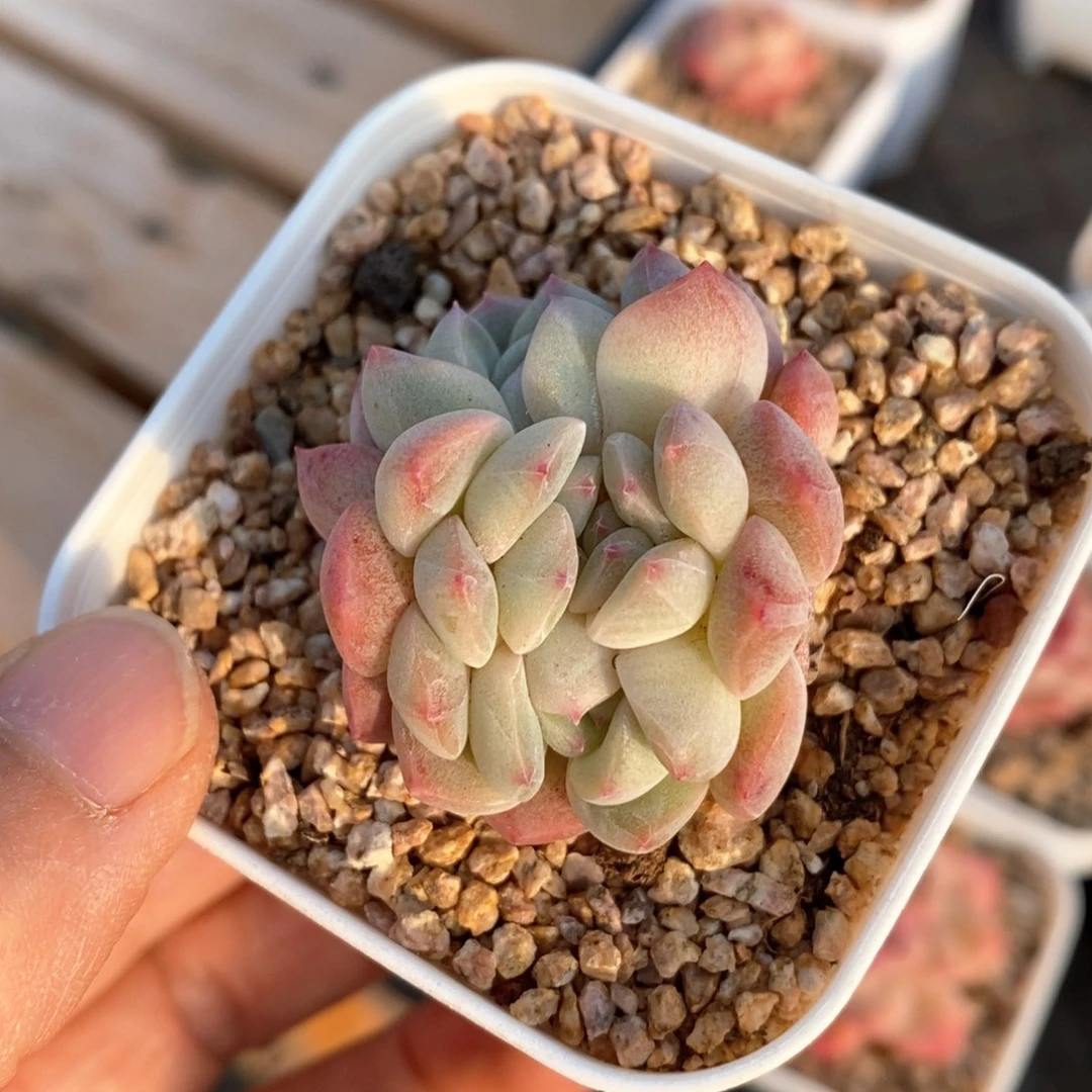 精品多肉一物一拍44