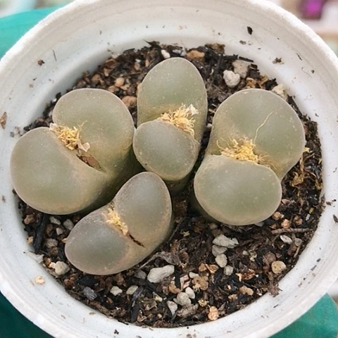 多肉肉锥 4头风铃