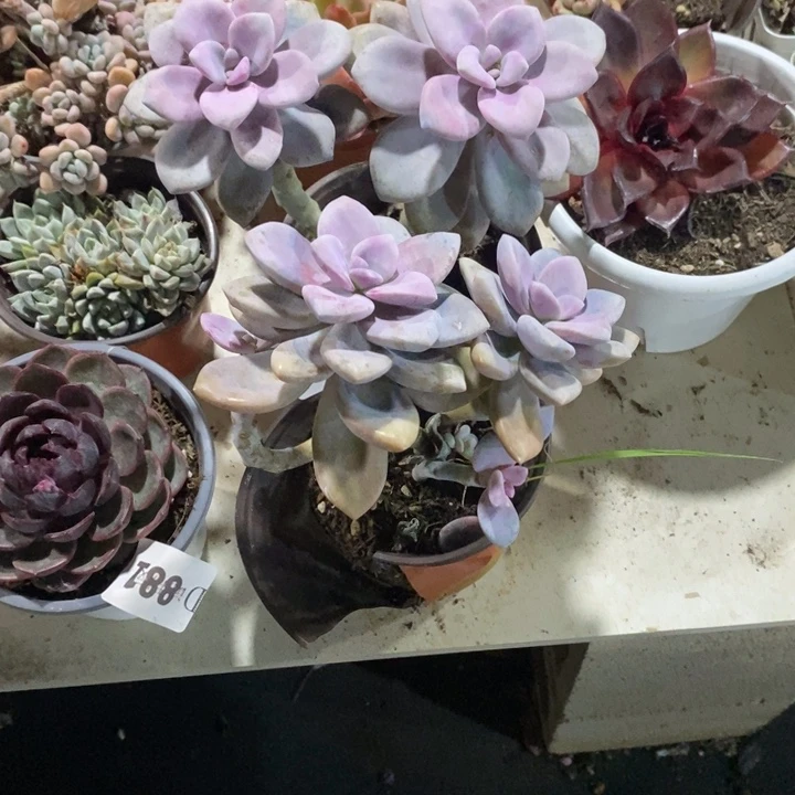 莲***花334桃霜多肉植物多肉