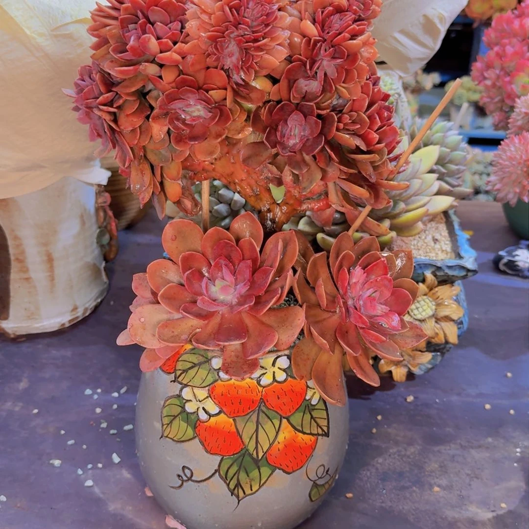 徽****云多肉植物的生长发育和