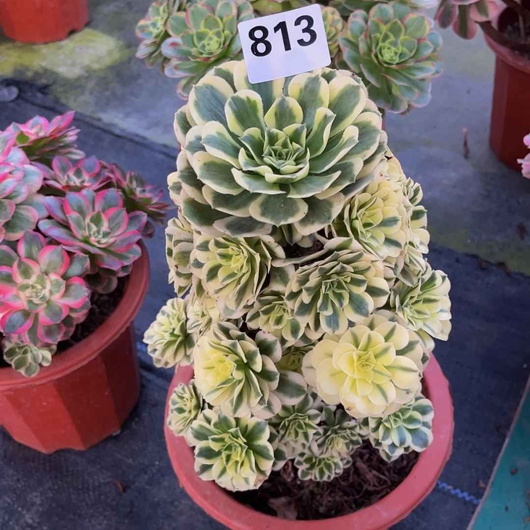 多肉迈巴赫000000813