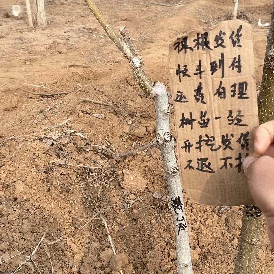 文玩核桃吊坠星*龙鼎