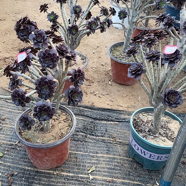 35，黑法师多肉法师