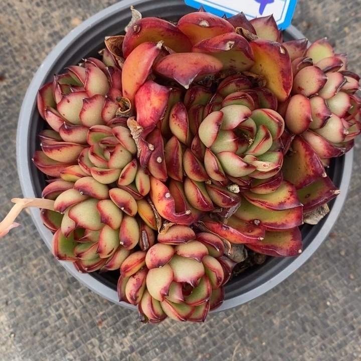 苏*一物一拍暴力安娜多肉164