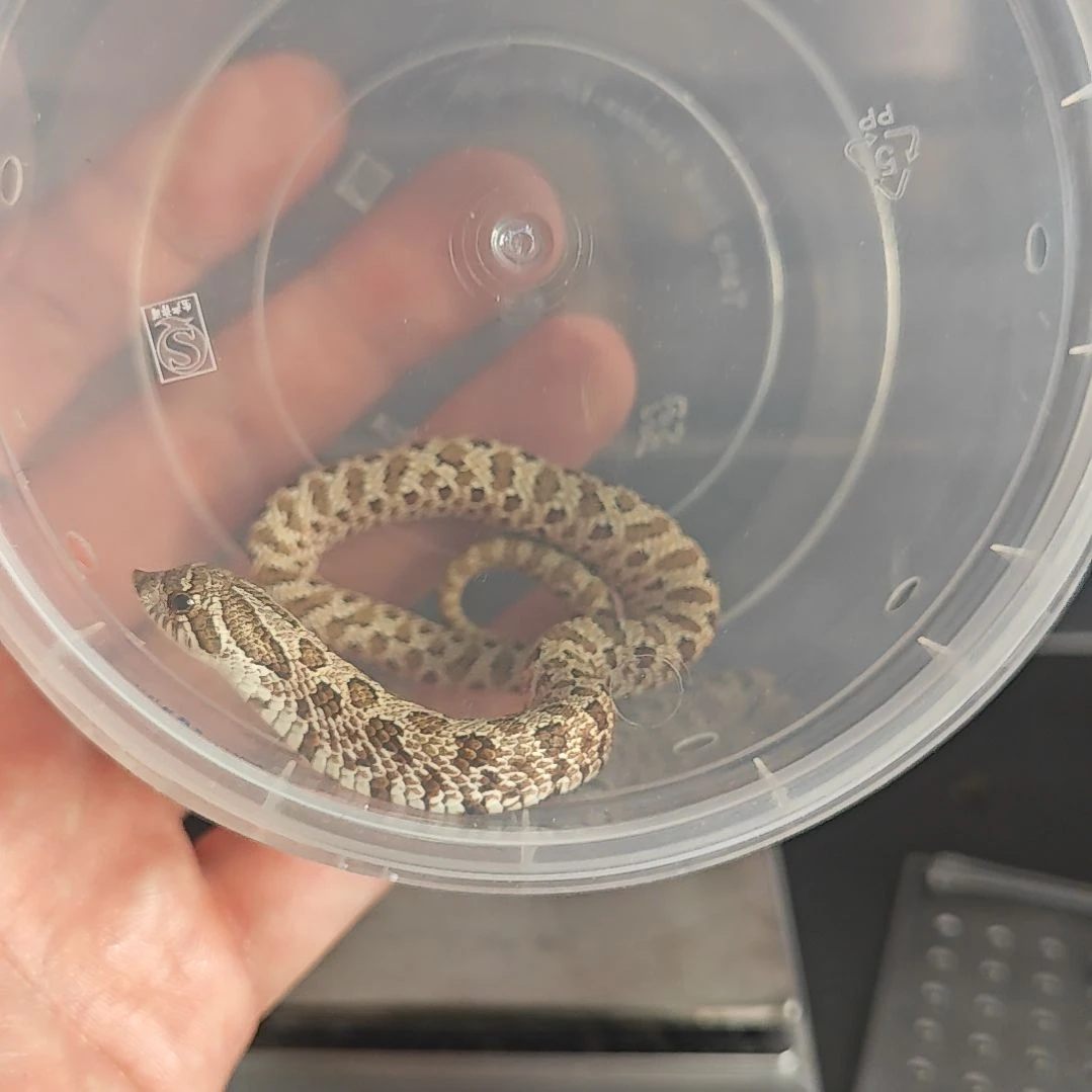 豹纹守宫北极66太阳母