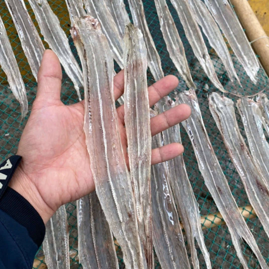 北海新鲜晒小白鳗鱼干