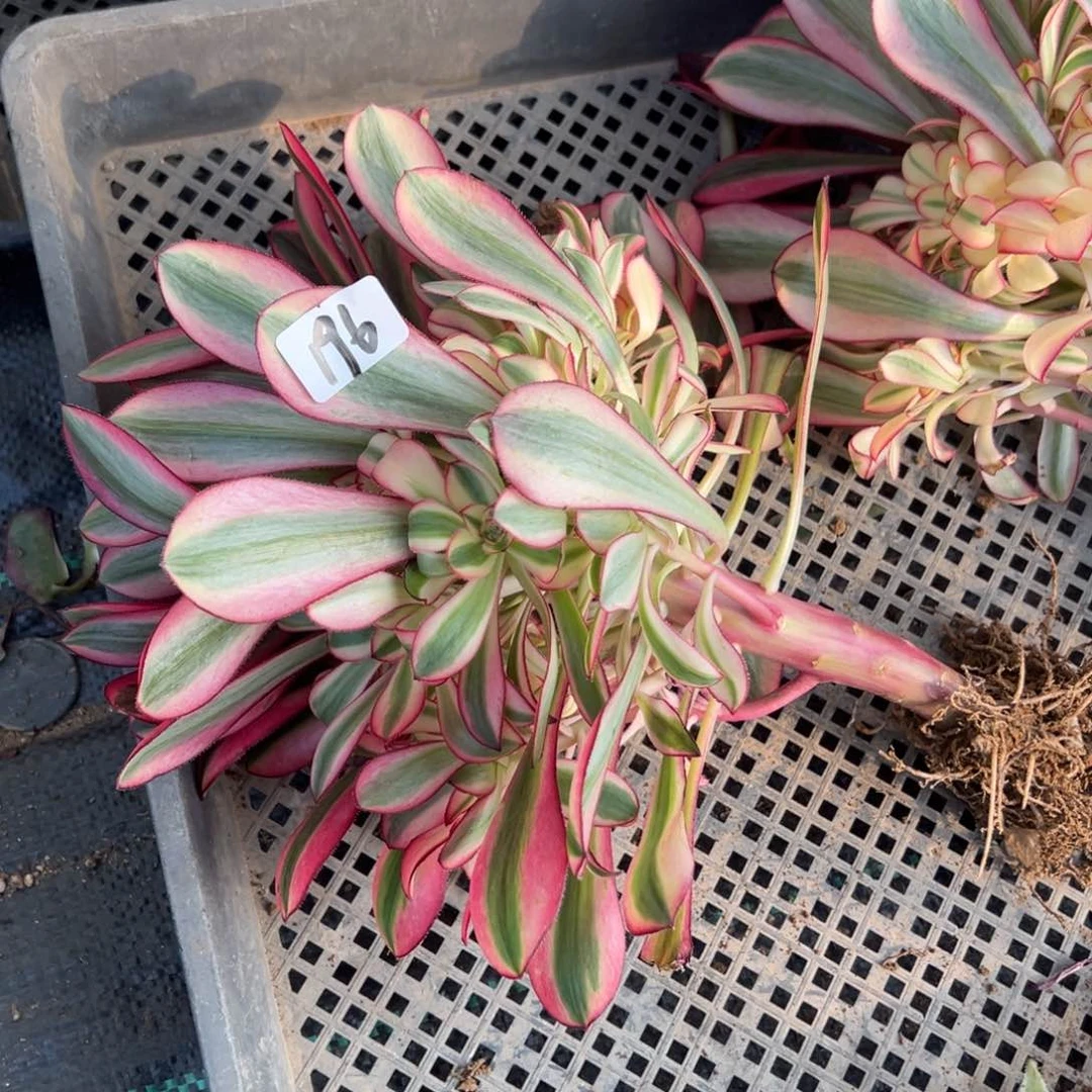 196香奈儿捧花15.8多肉量