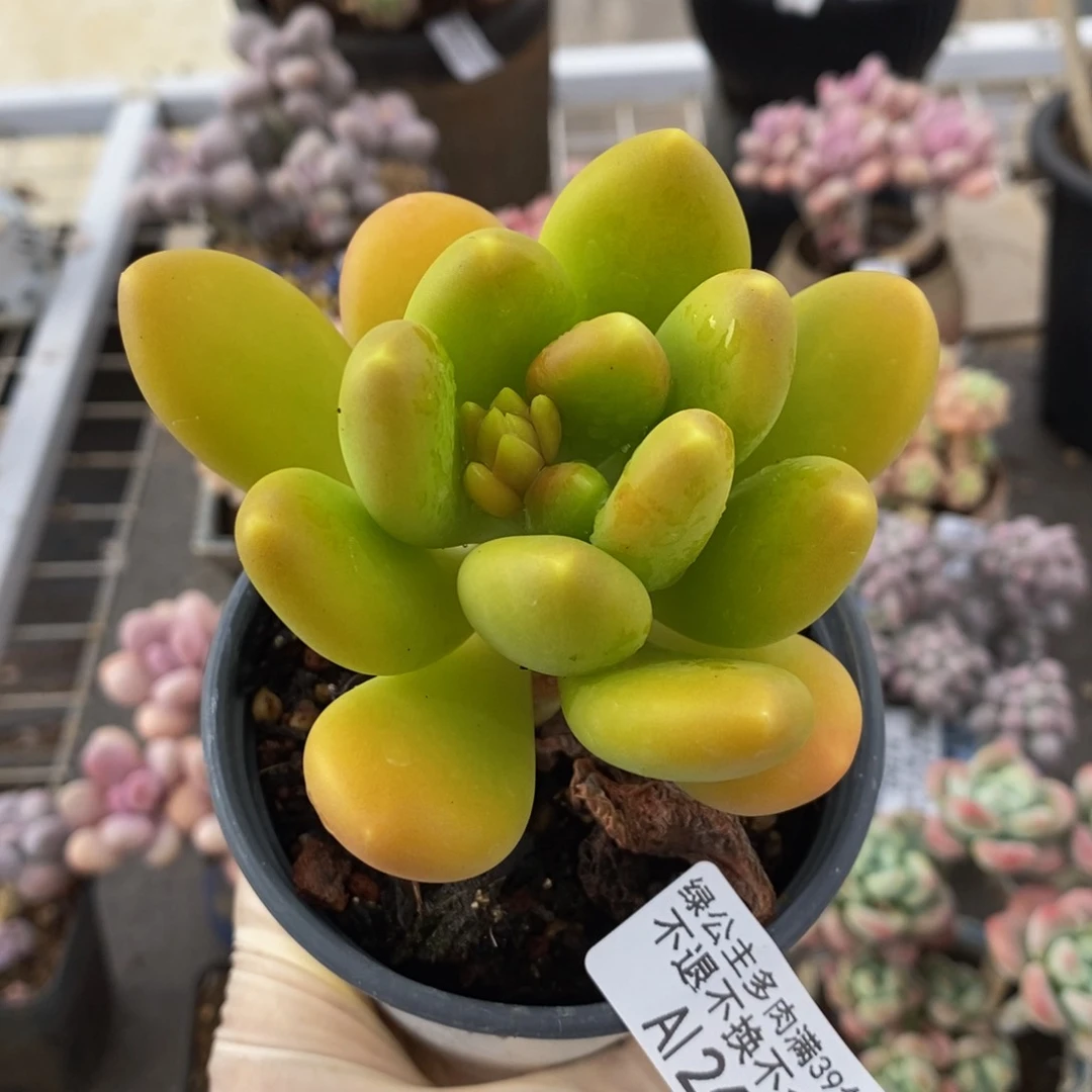 金蟾267/7c m多肉