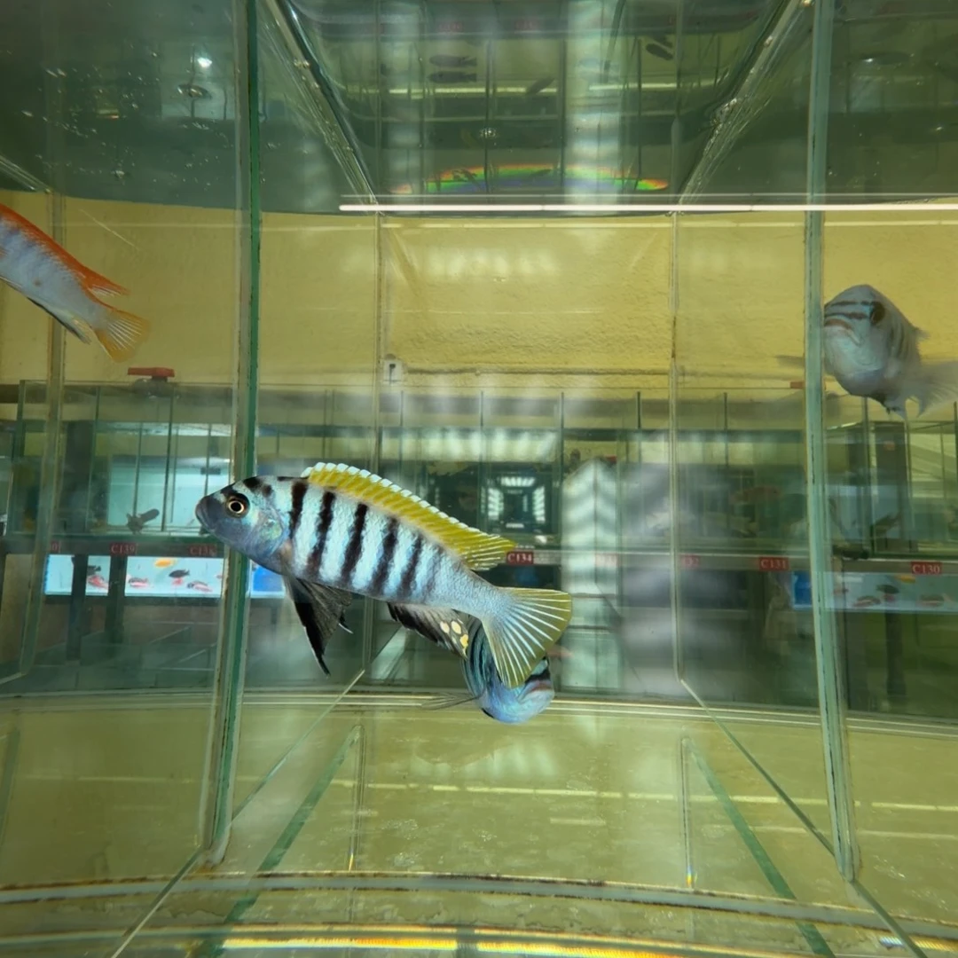 海水鱼不知孔雀岩栖13条