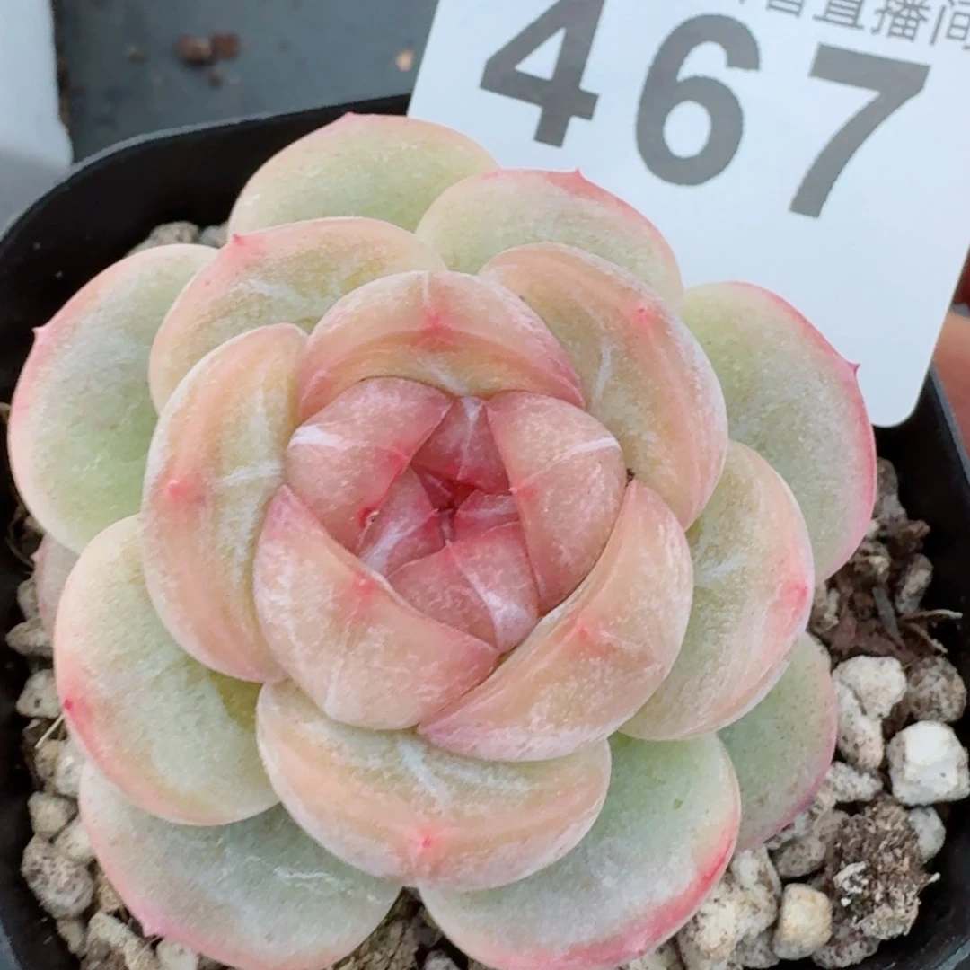 长相思         精品多肉