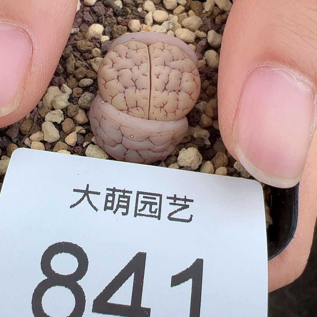 0000841 一物一拍……