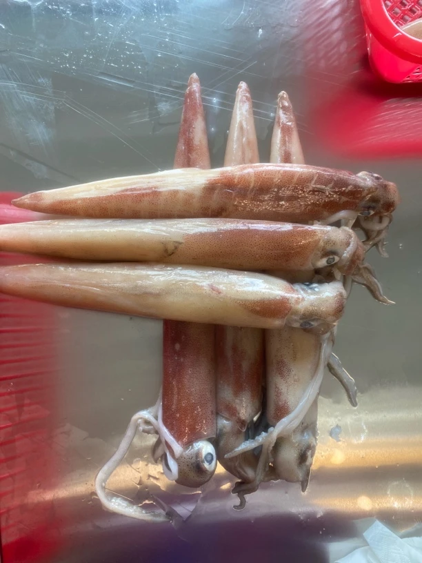 北部湾火箭鱿鱼5斤顺丰包邮