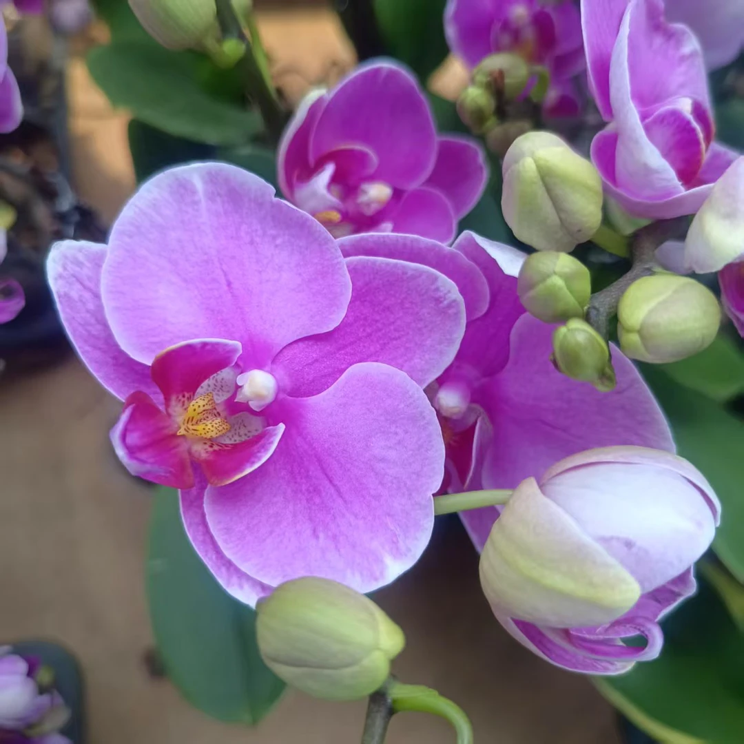 【粉蝶福利品】花不晚蝴蝶兰  精品蝴蝶兰 室内花耐养花期长