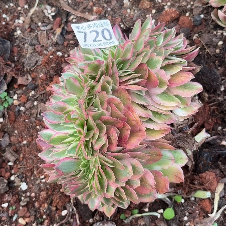 720倾城缀化掌心多肉法师锦