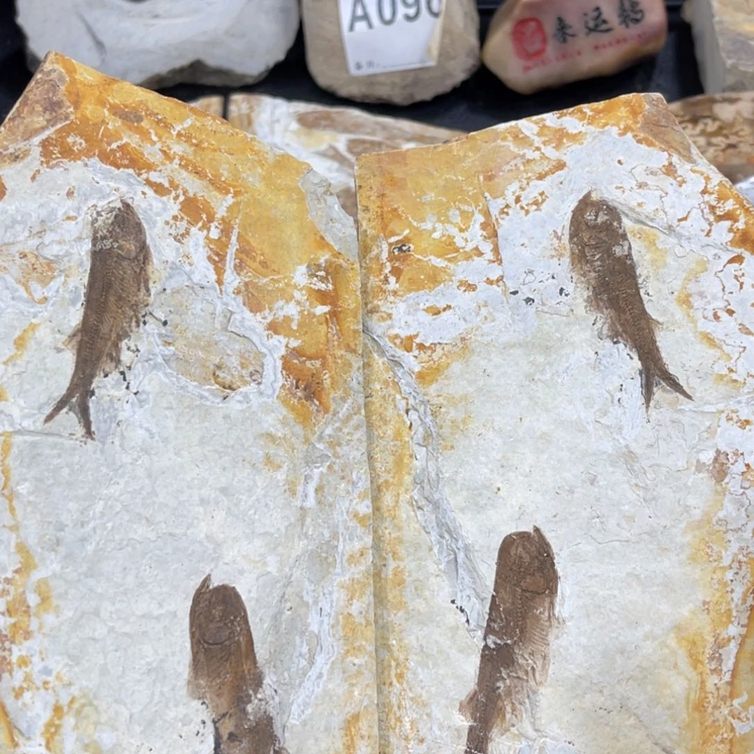 辽西古生物研究基地