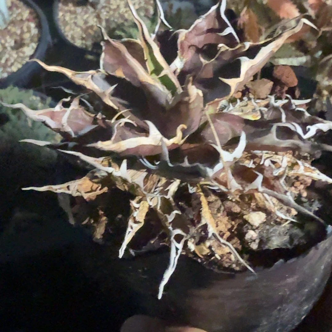 多肉植物 多肉植物