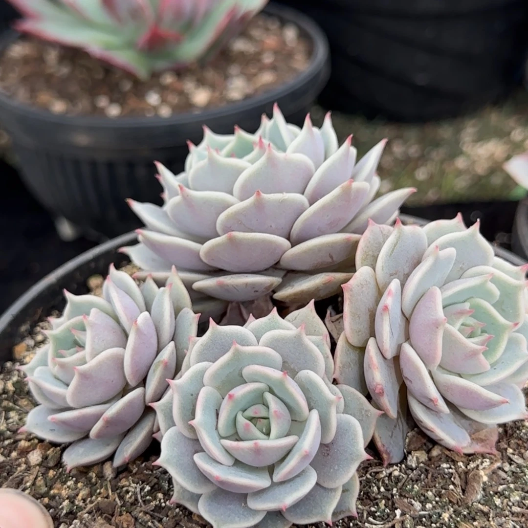 露娜脸惊鸿一物一拍包装收缩花旱