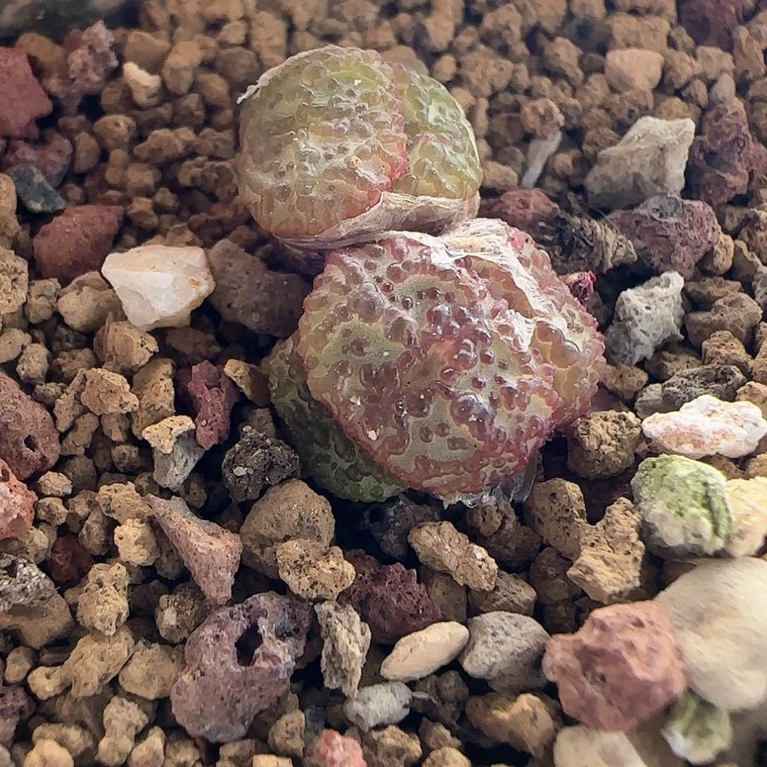 啊***啊28包邮脱土发货27063