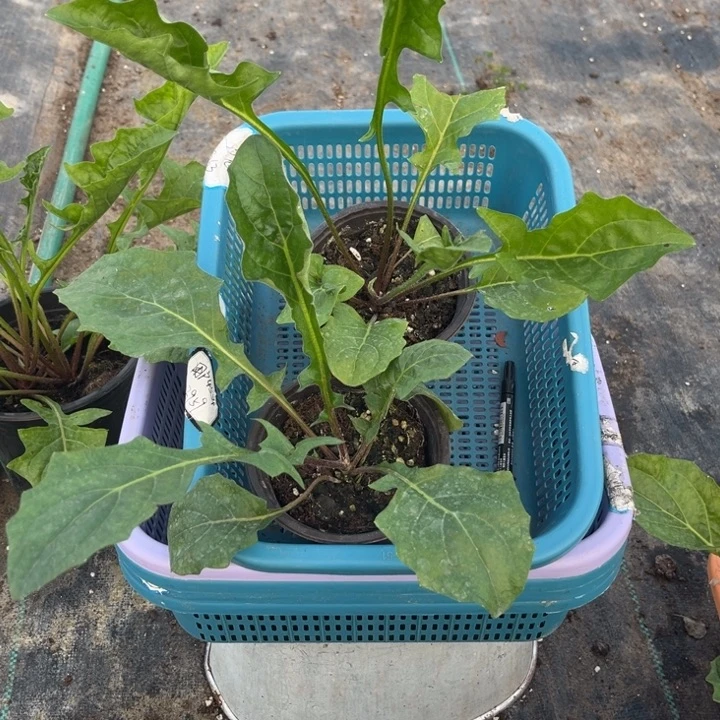 无花朵随机四个不同新品高杆