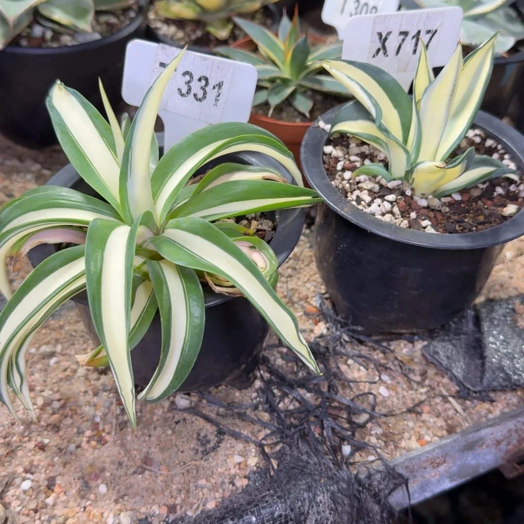 馨***贝福利鹦鹉嘴黄中班和白中班