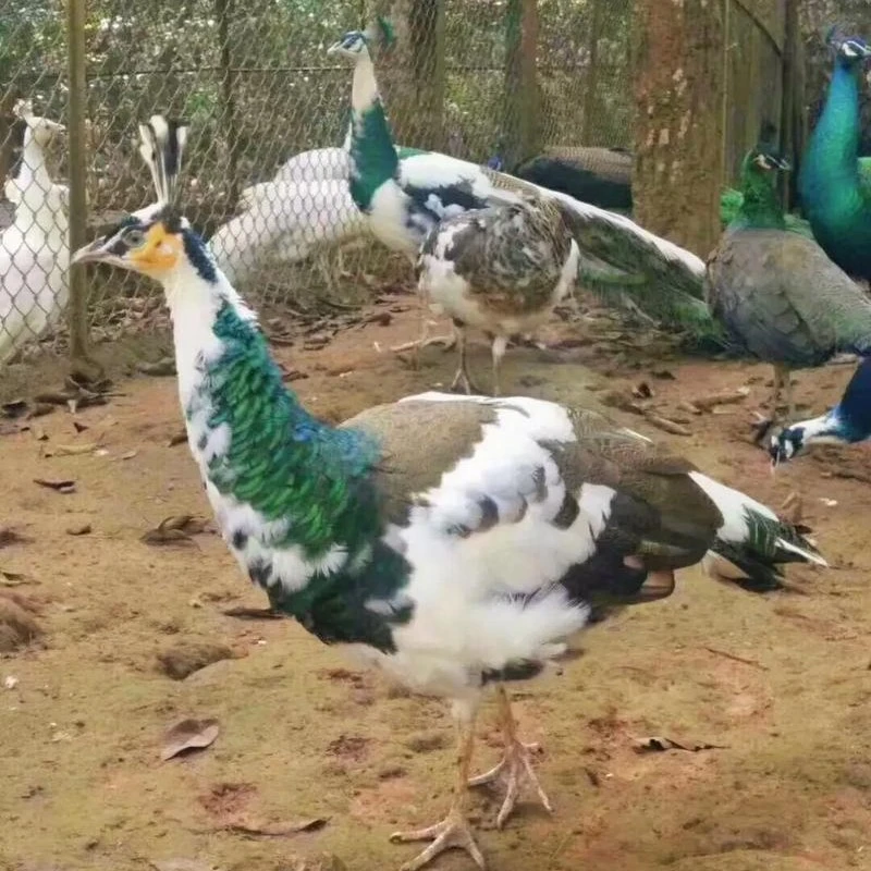 商品花孔雀(顺丰包邮)