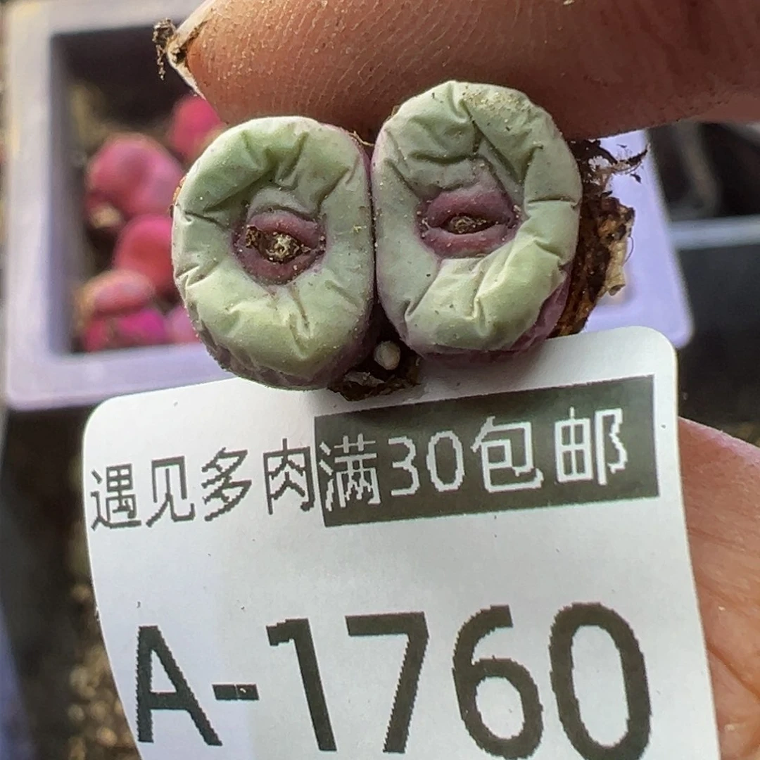 多肉植物11111111111111