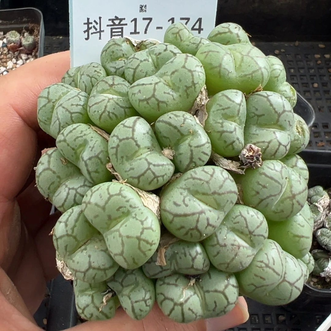 ****儿17-174肉锥多肉植物