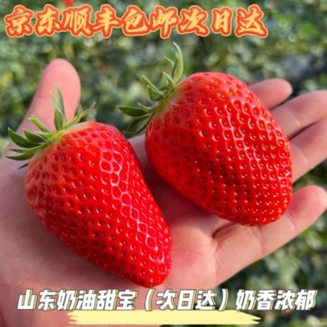 【京东顺丰次日达】山东甜宝奶莓（真空锁鲜）奶香浓郁现摘现发新鲜草莓