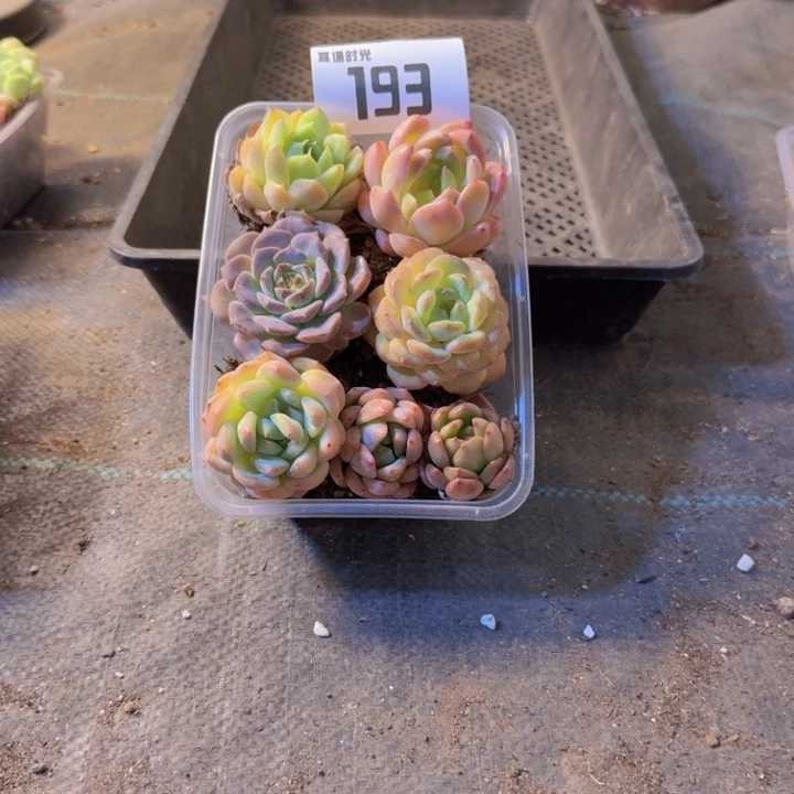 193.拼盘，多肉植物