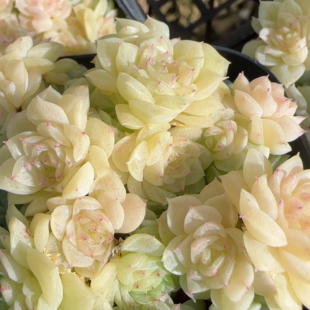 花语逸镜0130-670散