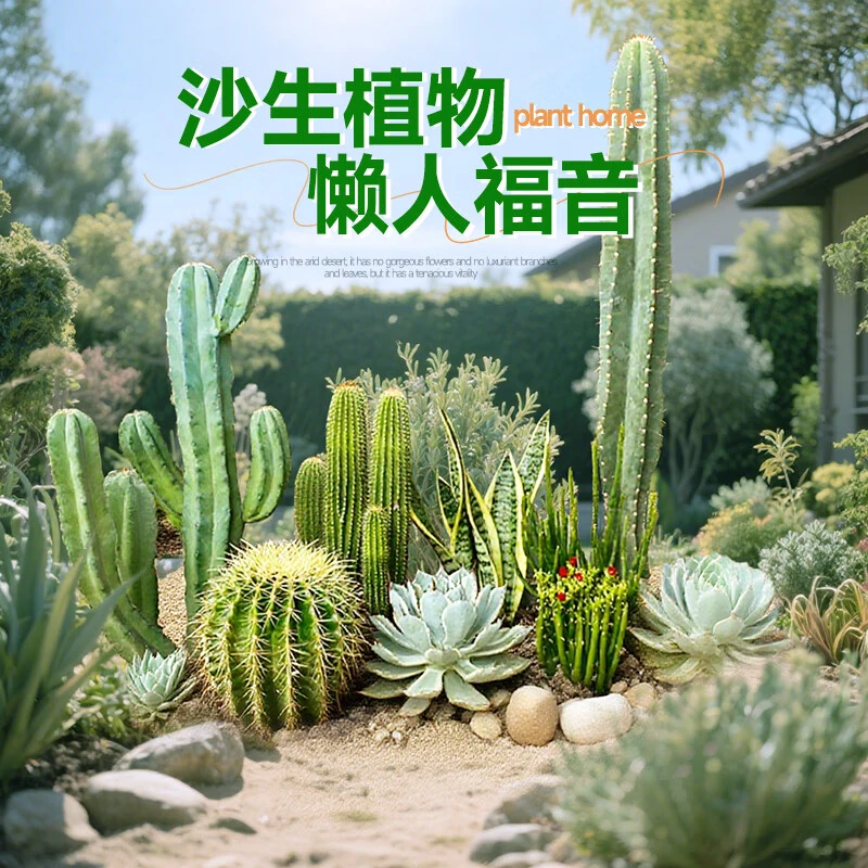 沙漠植物仙人掌霸王树绿植造景彩春峰白毛柱量天尺象腿柱沙生绿植