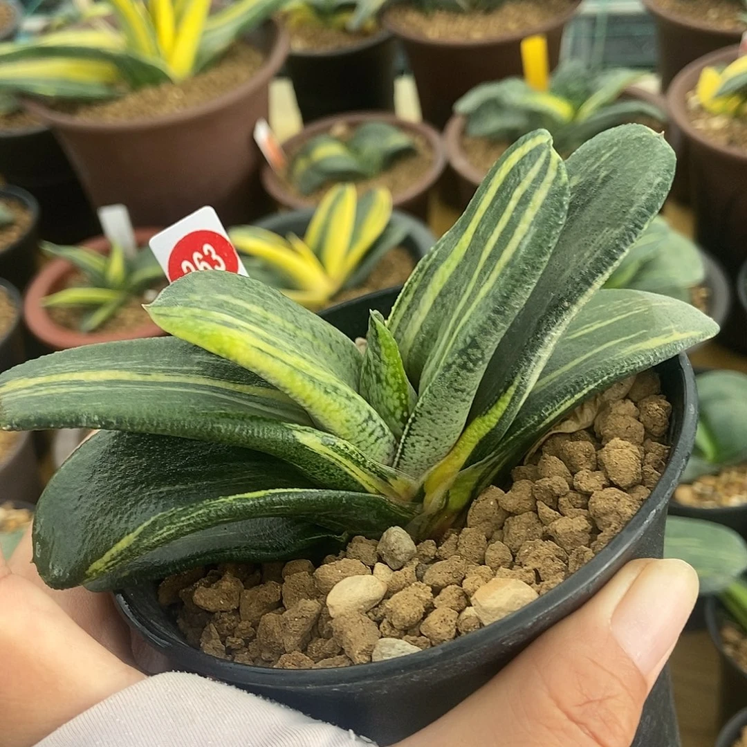 263卧牛实生锦带盆发货