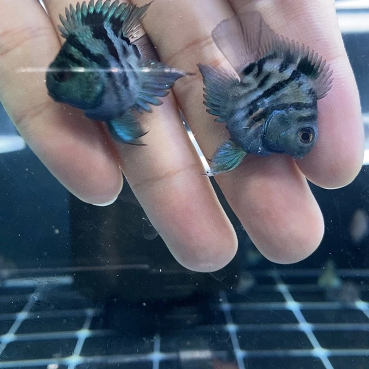 鹦鹉鱼微瑕娃娃脸宝蓝迷你鹦鹉