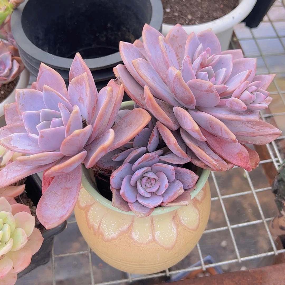 红茶双头起发老桩精品