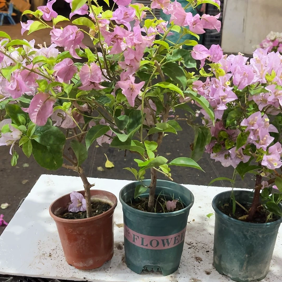 完全开放丽娜，巴西紫，苹果花