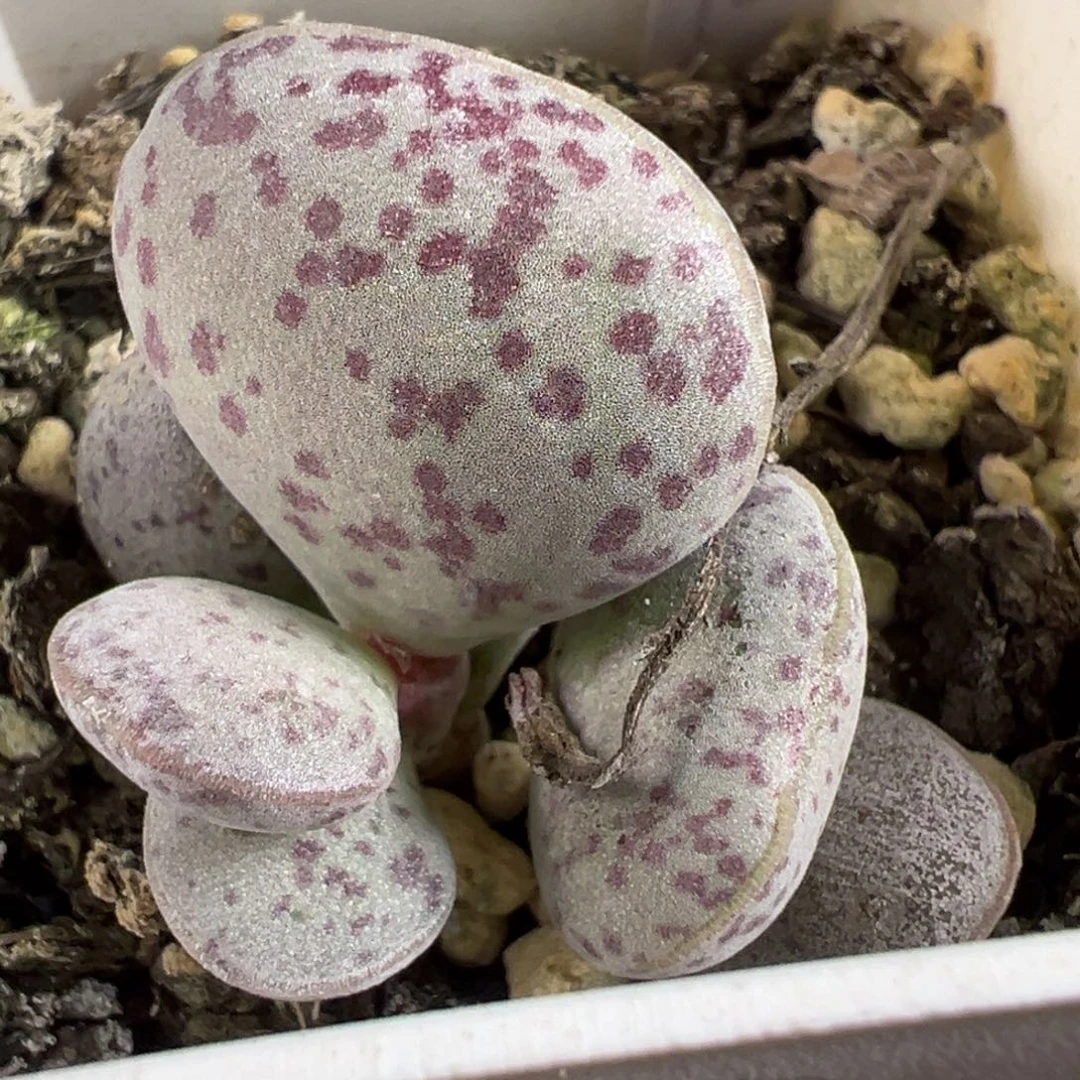 变量多肉植物水泡多肉植物