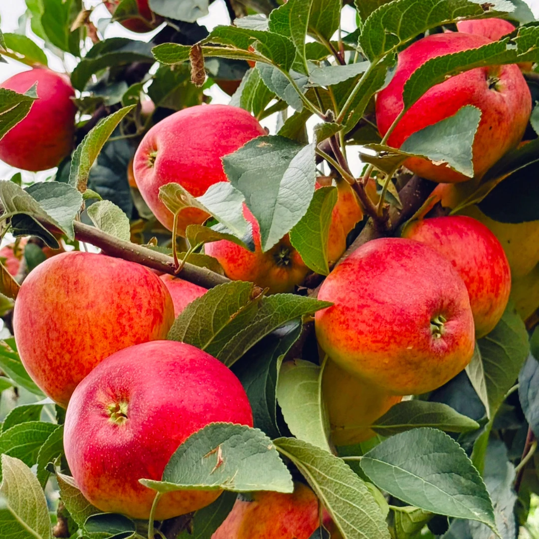 贵州威宁冰糖心丑苹果新鲜现摘现发脆甜包邮