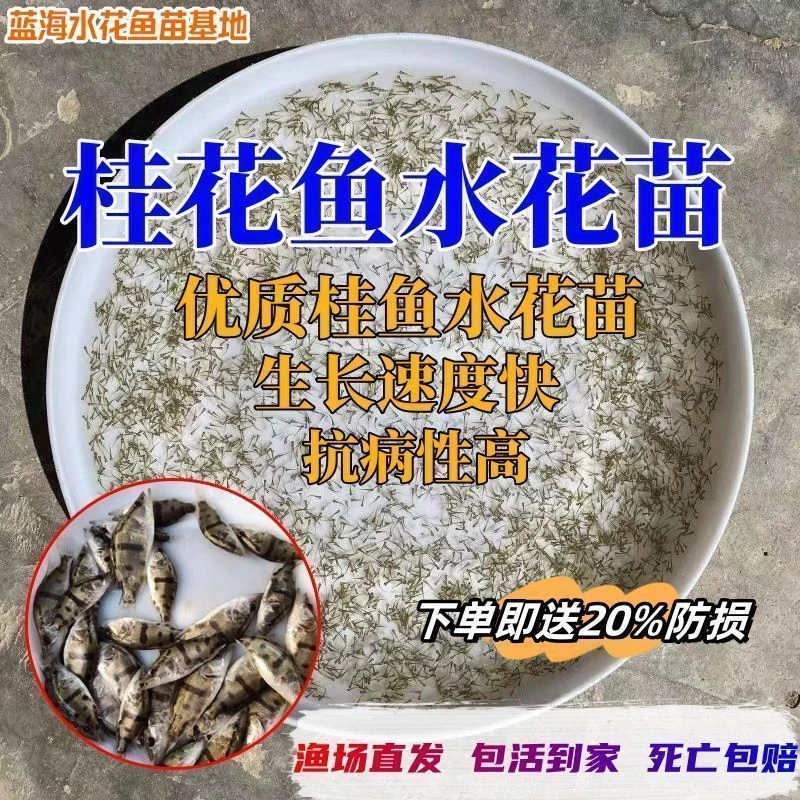 观赏鱼桂花水花淡水鳜鱼养殖路亚大眼花斑桂鱼鳜斑肉食性肉食鲜活
