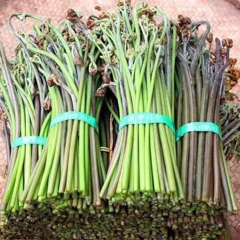 贵州新鲜蕨菜贵州特产现发时令野菜爽口龙爪菜娃娃拳包邮