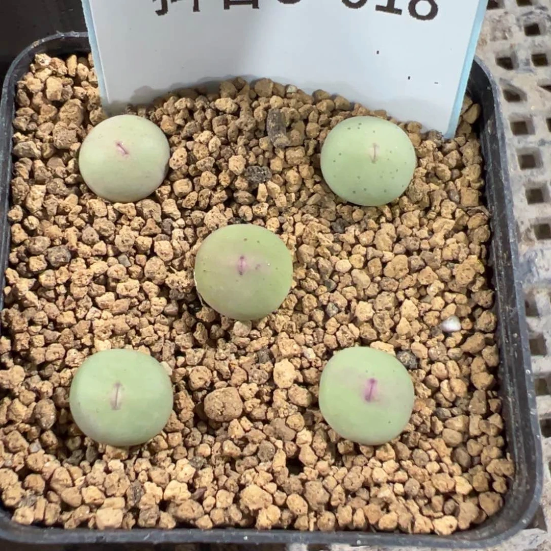 3-18四季红红嘴多肉植物