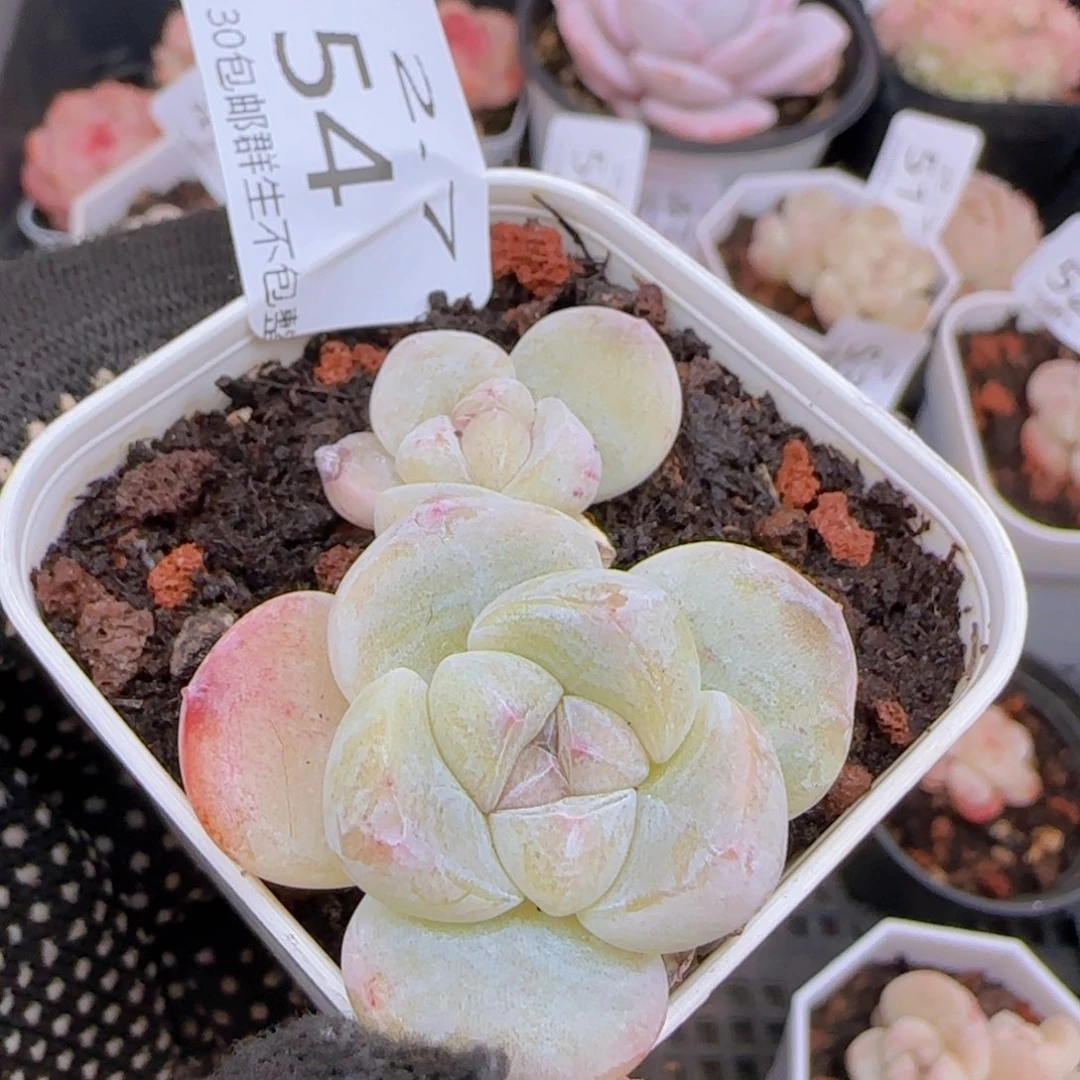 68冰玉双头一颗脱土