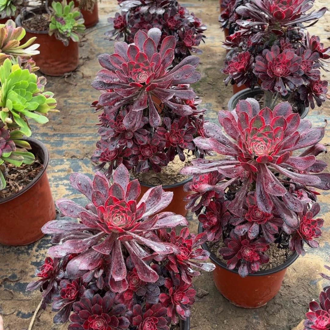 香奈儿9.9多肉植物