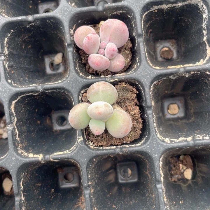 爽***儿一我一拍满18包邮彩虹奶锦