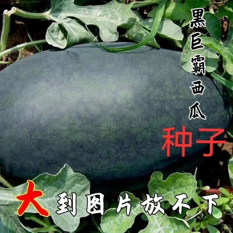 黑巨霸西瓜种子特大高产薄皮黑皮西瓜种子抗重茬无籽甜王西瓜种籽