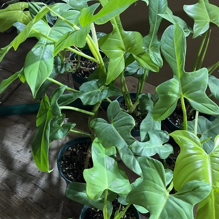 无花朵金色提琴蔓绿绒 不包叶损